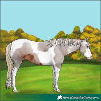 Horse Color:Liver Chestnut Sabino Tobiano