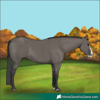 Horse Color:Grullo Splash