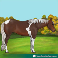 Horse Color:Silver Brown Tobiano 