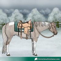 Horse Color:Silver Grullo Roan Tobiano Rabicano