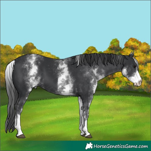 Horse Color:White Spotted Black