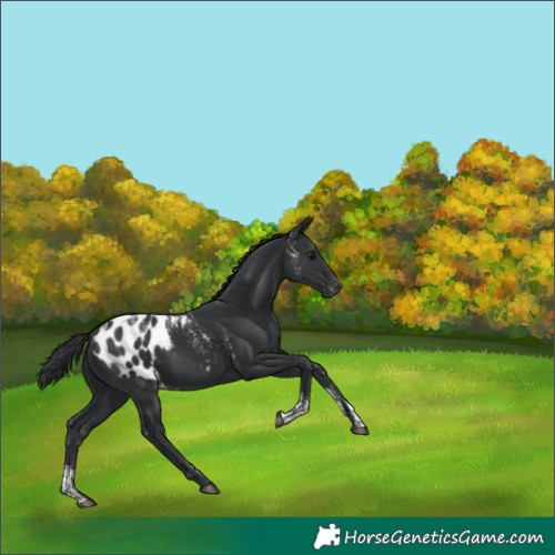 Horse Color:Powder White Black Appaloosa