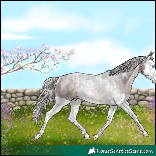 Horse Color:Powder White White Spotted Silver Brown Splash Varnish 