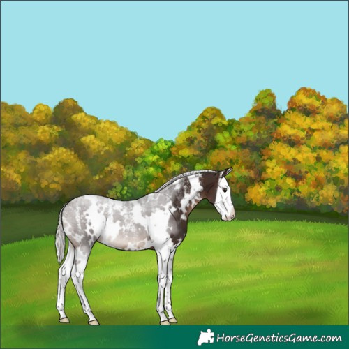 Horse Color:Powder White White Spotted Silver Brown Splash Appaloosa
