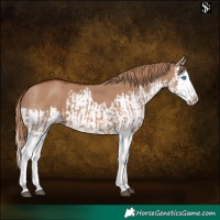 Horse Color:Red Dun Splash and Red Dun Splash