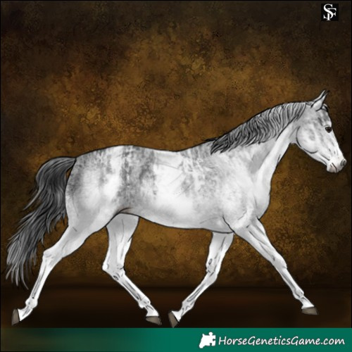 Horse Color:Gray White Spotted Black and Gray White Spotted Black