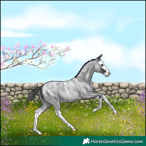 Horse Color:Powder White Blue Roan Splash
