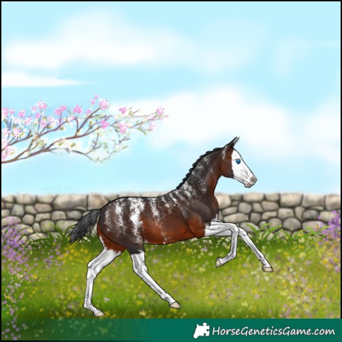 Horse Color:Powder White Brown Splash Varnish 