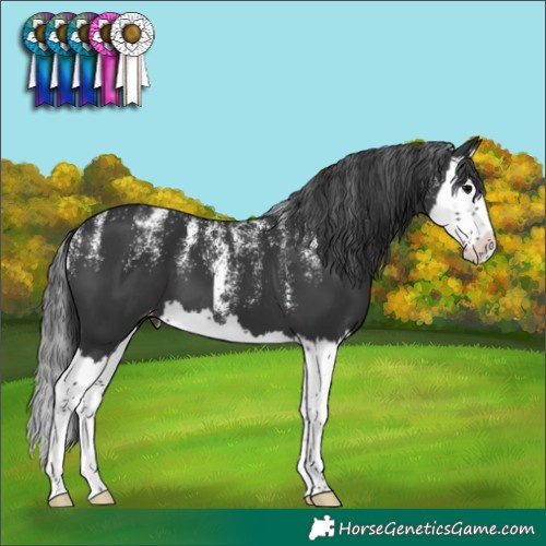 Horse Color:Powder White Black Splash Varnish 