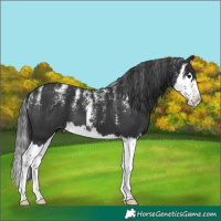Horse Color:Powder White Black Splash Appaloosa 