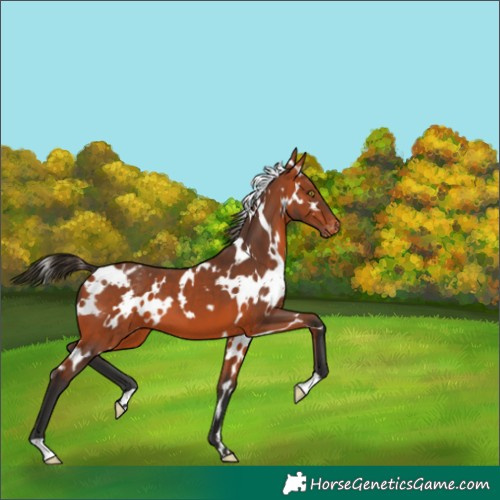 Horse Color:White Spotted Bay Blanket