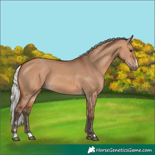 Horse Color:Silver Bay Dun 