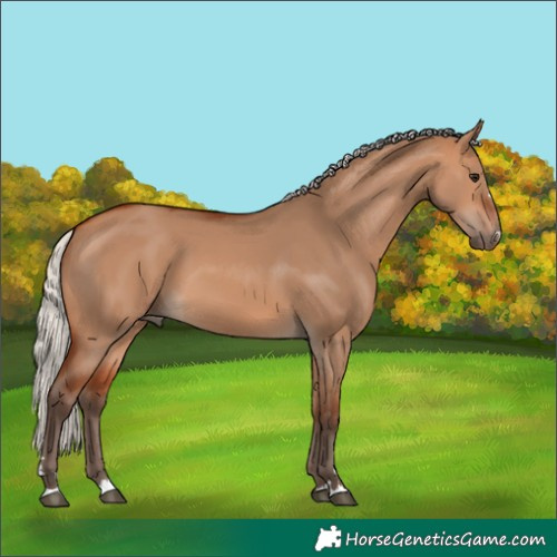 Horse Color:Silver Bay Dun 