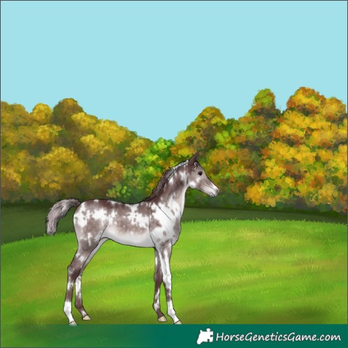 Horse Color:Platinum White Spotted Chocolate Brown Dun 