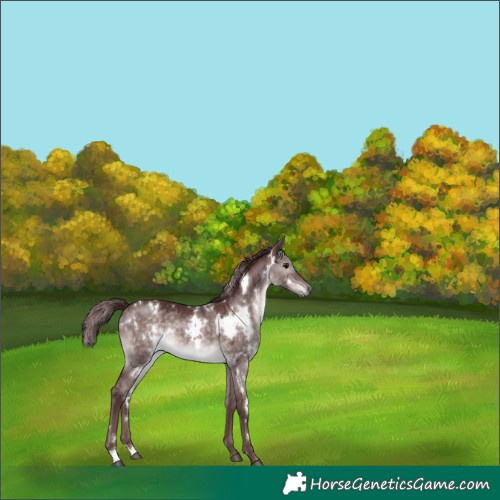 Horse Color:Platinum White Spotted Chocolate Brown Dun 