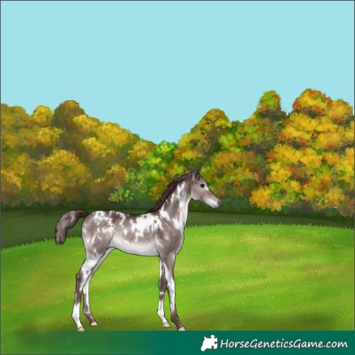 Horse Color:Platinum White Spotted Chocolate Brown Dun 