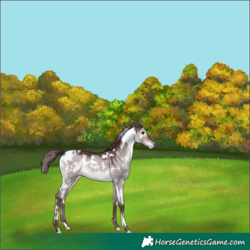 Horse Color:Platinum White Spotted Chocolate Brown Dun 