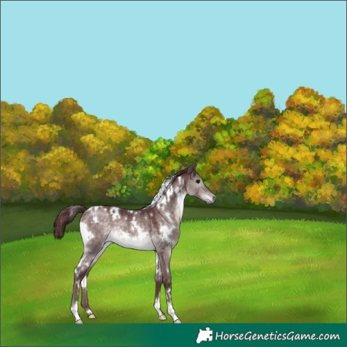 Horse Color:Platinum White Spotted Chocolate Brown Dun 