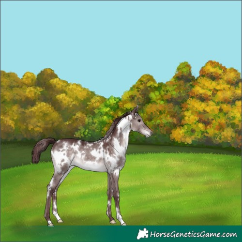 Horse Color:Platinum White Spotted Chocolate Brown Dun 