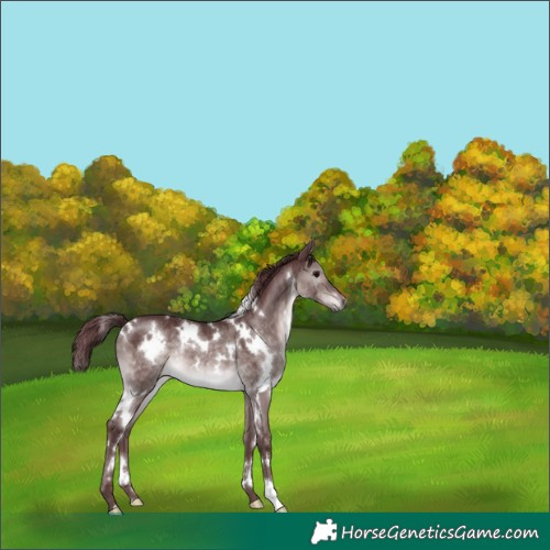 Horse Color:Platinum White Spotted Chocolate Brown Dun 