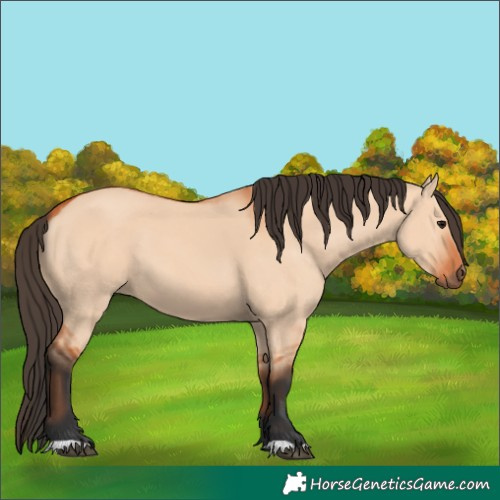 Horse Color:Bay Dun 