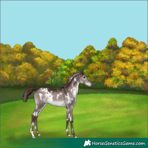 Horse Color:Platinum White Spotted Chocolate Brown Dun 