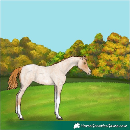 Horse Color:Red Roan Pearl Tobiano Frame 