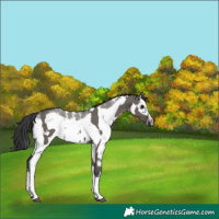 Horse Color:Grullo Sabino Splash  and Grullo Sabino Splash Frame 