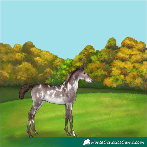 Horse Color:Platinum White Spotted Chocolate Brown Dun 