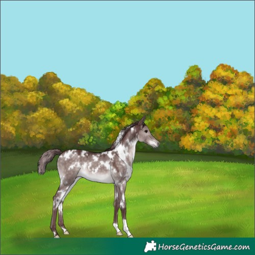Horse Color:Platinum White Spotted Chocolate Brown Dun 