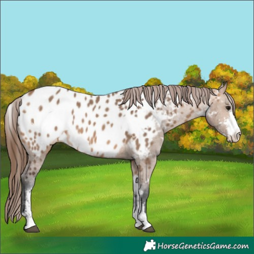 Horse Color:White Spotted Bay Dun Sabino Blanket 
