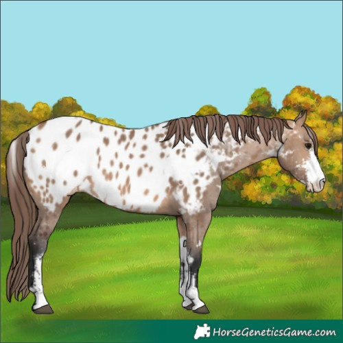 Horse Color:White Spotted Bay Dun Sabino Appaloosa 