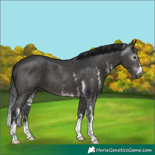 Horse Color:Gray Brown Sabino Rabicano 