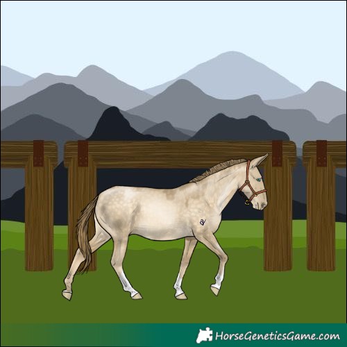 Horse Color:Buckskin Pearl Dun Tobiano Rabicano 