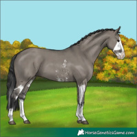 Horse Color:Grullo Sabino Splash  and Grullo Sabino Splash 