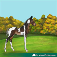Horse Color:Gray Silver Brown Tobiano Varnish