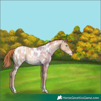 Horse Color:Chocolate Sable Champagne Pearl Appaloosa 