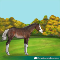 Horse Color:Silver Brown Mushroom Splash Rabicano