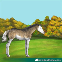Horse Color:White Spotted Silver Buckskin Dun Mushroom Splash Rabicano Brindle 