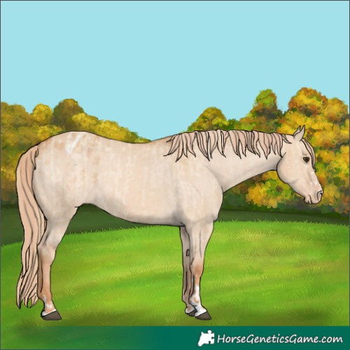 Horse Color:Red Dun Appaloosa and Red Dun Appaloosa