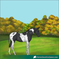 Horse Color:Black Tobiano 