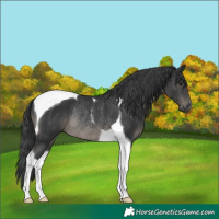 Horse Color:Black Tobiano Rabicano