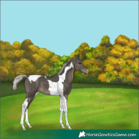 Horse Color:Silver Black Tobiano