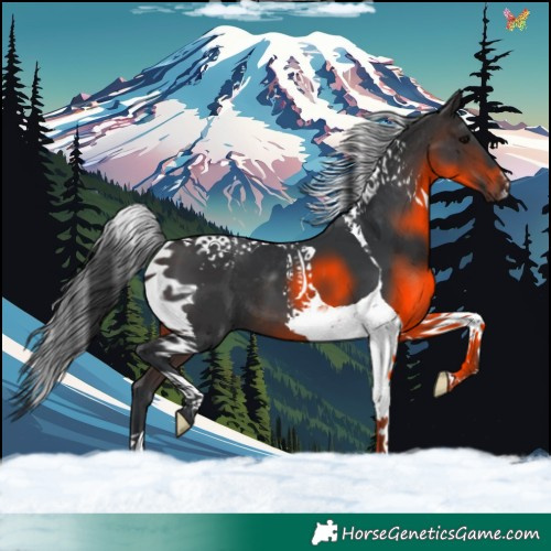 Horse Color:Brown Tobiano