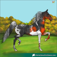 Horse Color:Brown Tobiano