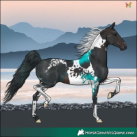 Horse Color:Brown Tobiano
