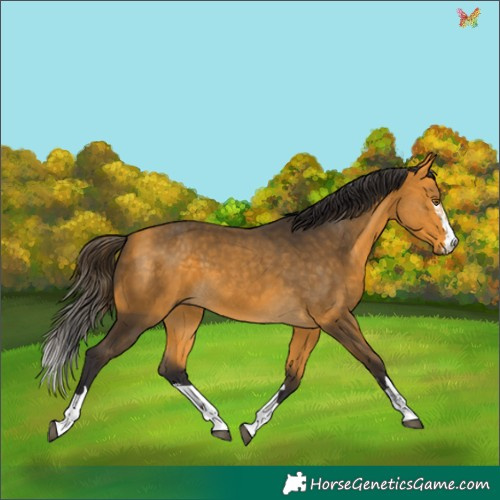 Horse Color:Buckskin 