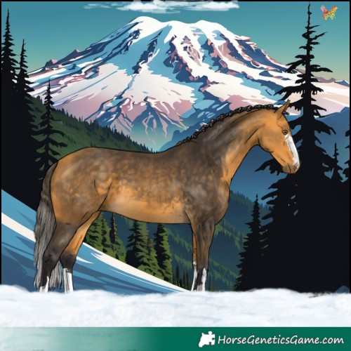 Horse Color:Buckskin 