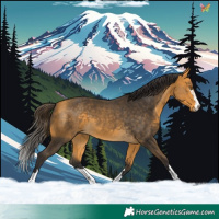 Horse Color:Buckskin 