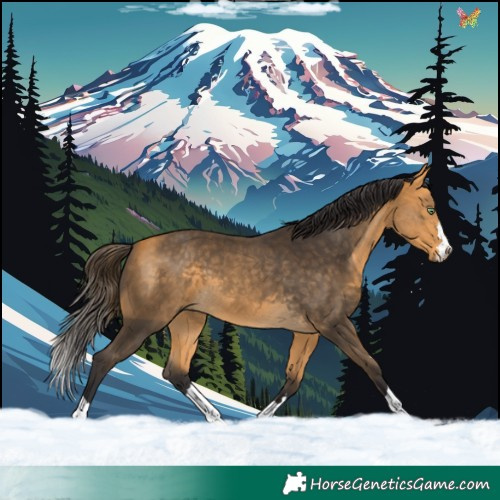 Horse Color:Buckskin 